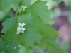 Garlic Mustard (Alliaria petiolata)