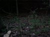 Futile attempt to photo fireflies / lightning bugs
