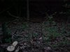 Futile attempt to photo fireflies / lightning bugs