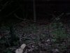Futile attempt to photo fireflies / lightning bugs