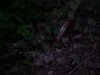 Futile attempt to photo fireflies / lightning bugs