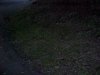Futile attempt to photo fireflies / lightning bugs