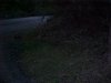 Futile attempt to photo fireflies / lightning bugs
