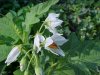 Horse Nettle (Solanum carolinense)
