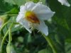 Horse Nettle (Solanum carolinense)