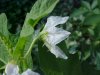 Horse Nettle (Solanum carolinense)