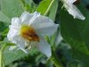 Horse Nettle (Solanum carolinense)