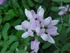 Crown Vetch (Coronilla varia)