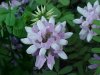 Crown Vetch (Coronilla varia)