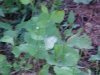 Butterfly and Garlic Mustard (Alliaria petiolata)
