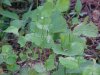Butterfly and Garlic Mustard (Alliaria petiolata)