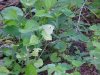 Butterfly and Garlic Mustard (Alliaria petiolata)