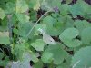 Butterfly and Garlic Mustard (Alliaria petiolata)