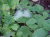 Butterfly and Garlic Mustard (Alliaria petiolata)