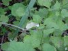 Butterfly and Garlic Mustard (Alliaria petiolata)