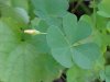 Yellow Wood Sorrel; Sour Grass (Oxalis stricta)