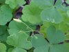 Yellow Wood Sorrel; Sour Grass (Oxalis stricta)