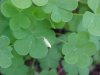 Yellow Wood Sorrel; Sour Grass (Oxalis stricta)