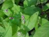 Lady's Thumb (Polygonum persicaria)