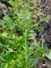 Penny Cress (Thlaspi arvense)