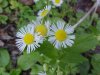 Daisy Fleabane (Erigeron annus)