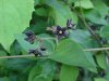 Black swallow-wort (Cynanchum nigrum; Cynanchum rossicum)