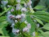 Motherwort (Leonurus cardiaca)