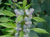 Motherwort (Leonurus cardiaca)