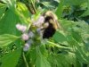 Bee and Motherwort (Leonurus cardiaca)