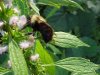 Bee and Motherwort (Leonurus cardiaca)