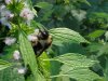 Bee and Motherwort (Leonurus cardiaca)
