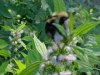 Bee and Motherwort (Leonurus cardiaca)