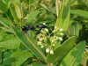 Indian Hemp (Apocynum cannabinum) (A Dogbane - True Hemp is Cannabis; another family)