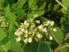 Indian Hemp (Apocynum cannabinum) (A Dogbane - True Hemp is Cannabis; another family)