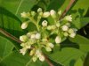 Indian Hemp (Apocynum cannabinum) (A Dogbane - True Hemp is Cannabis; another family)