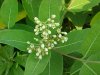 Indian Hemp (Apocynum cannabinum) (A Dogbane - True Hemp is Cannabis; another family)