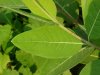 Indian Hemp (Apocynum cannabinum) (A Dogbane - True Hemp is Cannabis; another family)