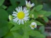 Daisy Fleabane (Erigeron annus)