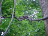 Squirrels of LDEO, Columbia Univ., Palisades, N.Y., USA
