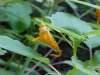 Pale Touch-me-not; Jewelweed (Impatiens pallida)