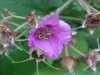Purple-flowering Raspberry (Rubus odoratus)