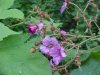 Purple-flowering Raspberry (Rubus odoratus)