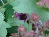 Bee and Purple-flowering Raspberry (Rubus odoratus)