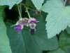 Bee and Purple-flowering Raspberry (Rubus odoratus)