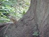 Feeding chipmunk of LDEO, Columbia Univ., Palisades, N.Y., USA