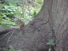 Feeding chipmunk of LDEO, Columbia Univ., Palisades, N.Y., USA