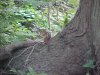 Feeding chipmunk of LDEO, Columbia Univ., Palisades, N.Y., USA