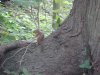 Feeding chipmunk of LDEO, Columbia Univ., Palisades, N.Y., USA