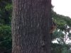 Squirrel of LDEO, Columbia Univ., Palisades, N.Y., USA