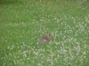 Rabbit amongst the White Clover; Dutch Clover (Trifolium repens)
